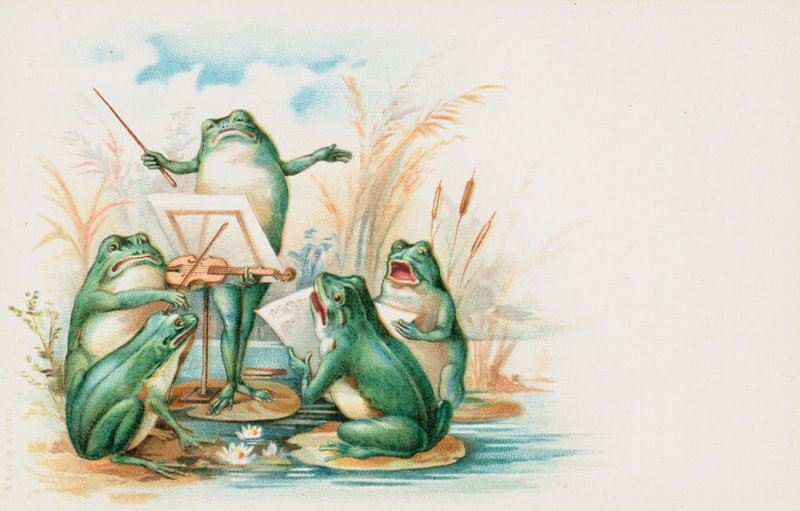Bir grup müzikal kurbağa by English School