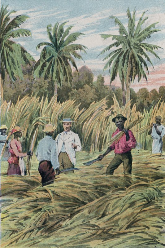 Bir şeker ekimi by English School