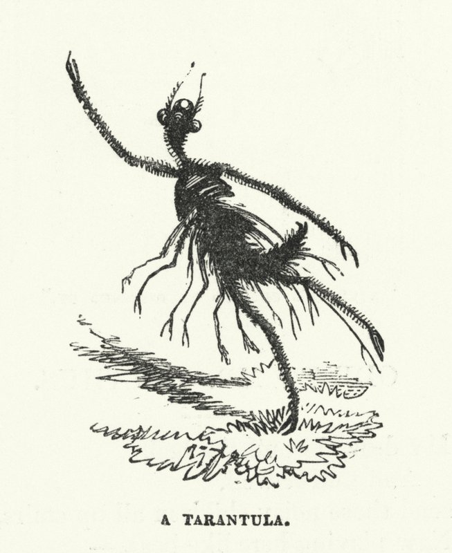 Bir tarantula (gravür) by English School