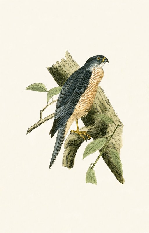 Accipiter Sphenurus, Charles Robert Bree (1811-86) tarafından 