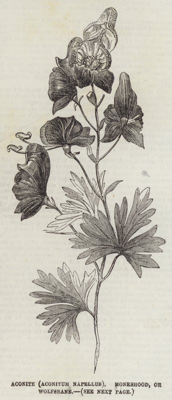 Aconite (Aconitum Napellus), Monkshood veya Kurtboğan (gravür) by English School