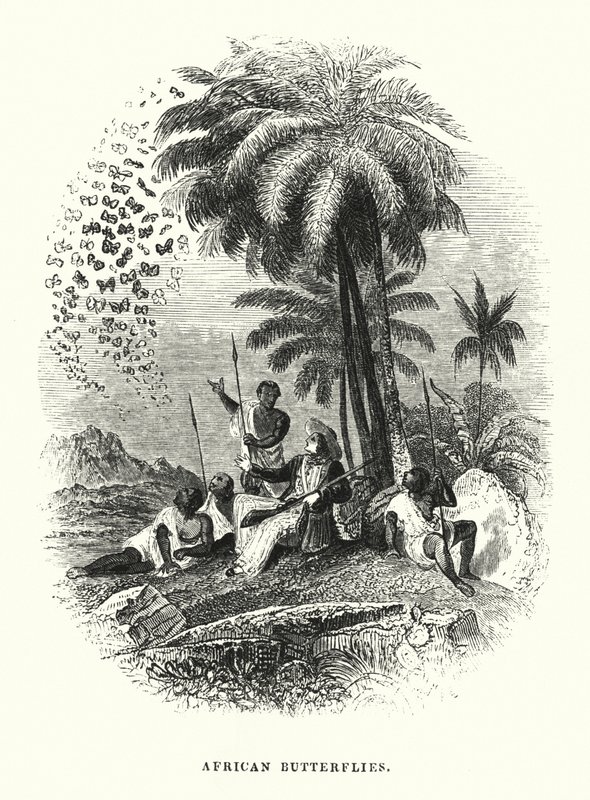 Afrika Kelebekleri (gravür) by English School