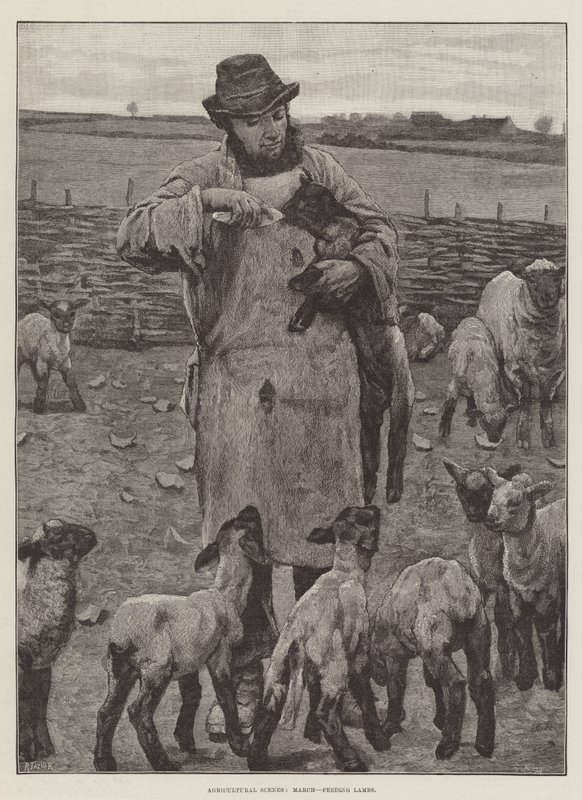 Tarım Manzaraları, Mart, Kuzuları Besleme (gravür) by English School