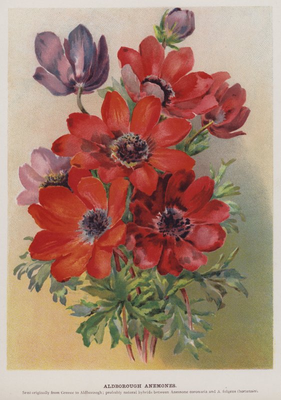 Aldborough Anemonları by English School