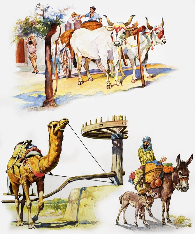 Her Türlü Çalışan Hayvan by English School