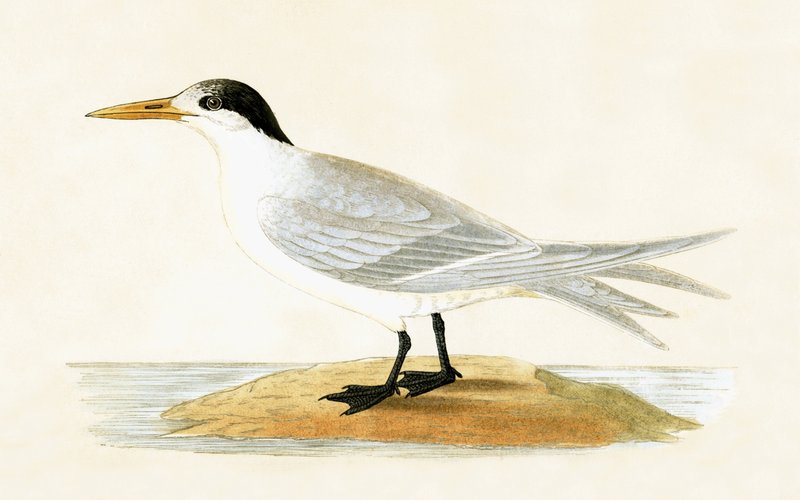 Allied Tern, illustration from 