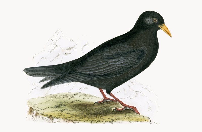 Alpine Cough, Charles Robert Bree (1811-86) tarafından 