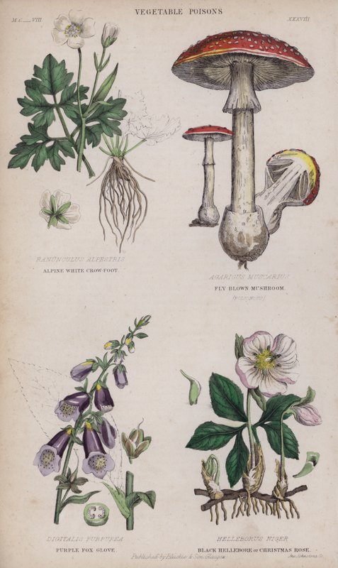 Alp Beyaz Karga Ayağı; Sinek Kahverengi Mantar; Mor Tilki Eldiveni; Siyah Hellebore veya Noel Gülü (renkli gravür) by English School