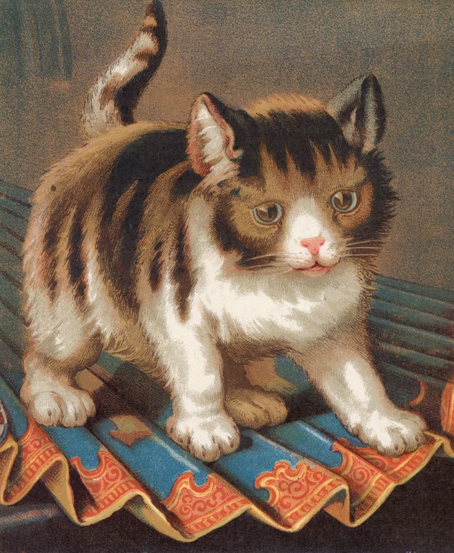 Hırslı Bir Kedi (renkli taş) by English School