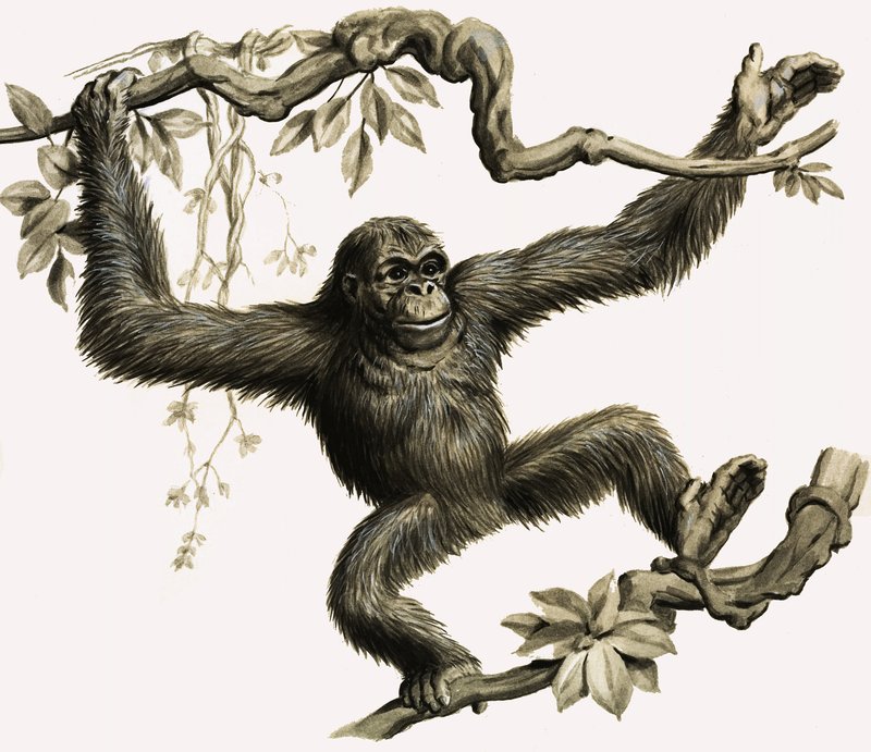 bir orangutan by English School