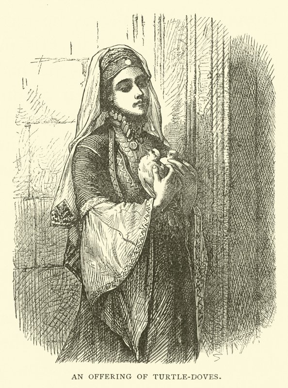 Kaplumbağa-güvercinlerin bir teklifi by English School