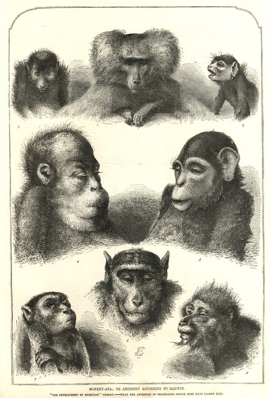 Darwin