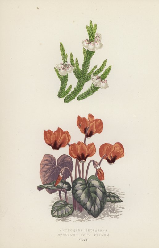 Andromeda Tetragona; Cyclamen Coum Vernum (renkli lito) by English School