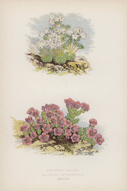 Androsace Villosa; Saxifraga Oppositifolia (renkli lito) by English School