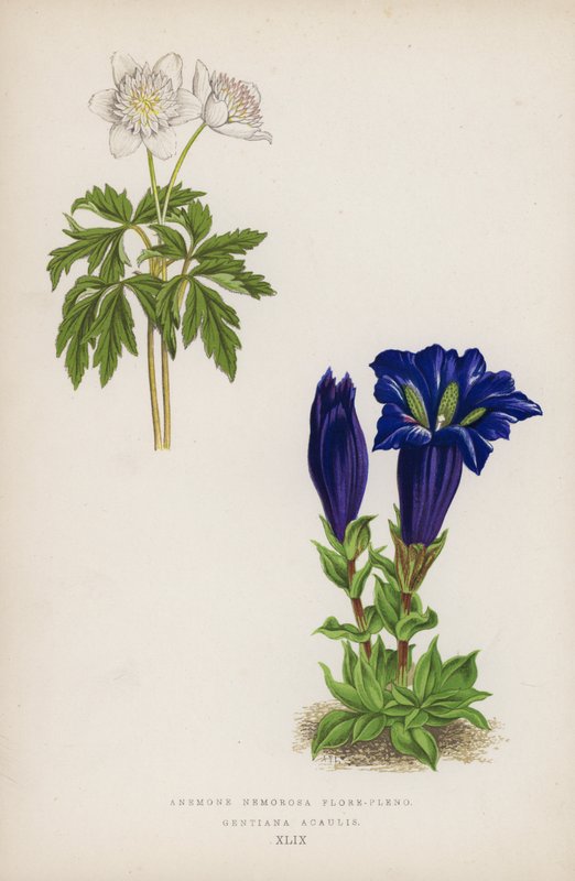 Odunsu anemon tam çiçeklidir; Gentiana Acaulis (renkli taş) by English School