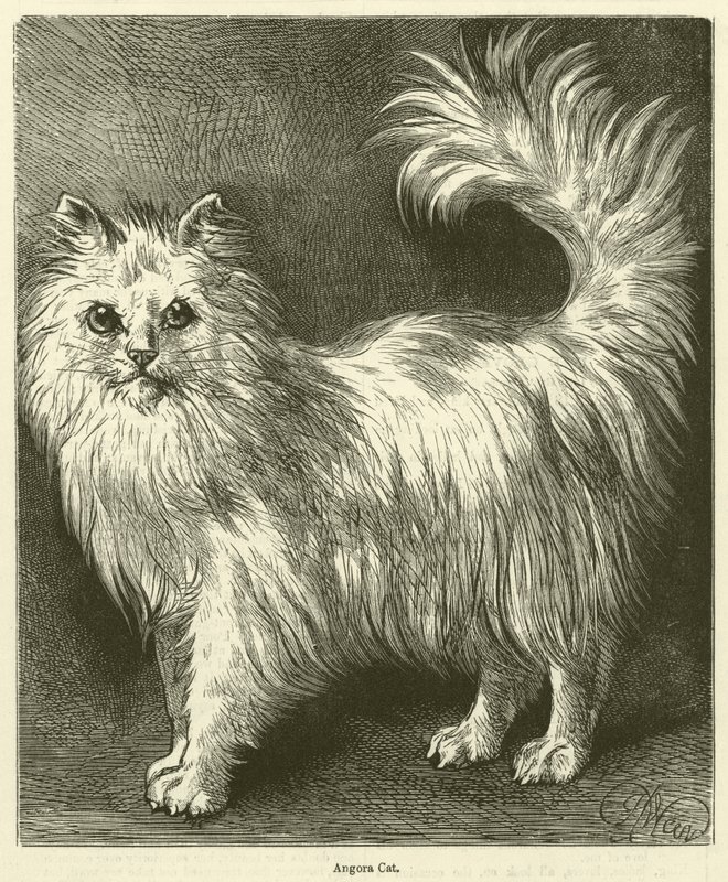 Angora Kedisi (gravür) by English School