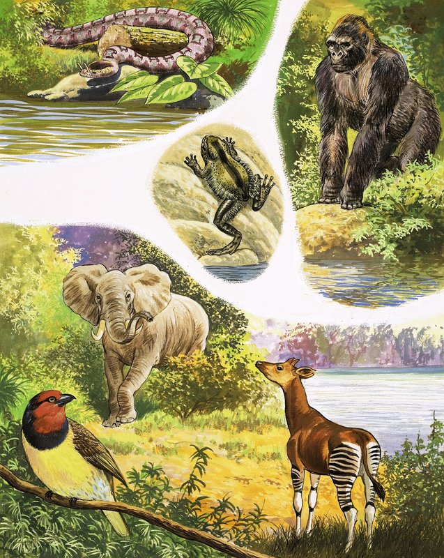Kongo