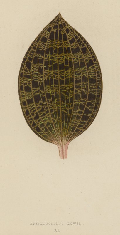 anoektocilus Lowii by English School