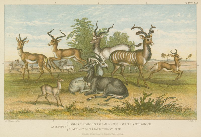 Antiloplar (renkli gravür) by English School