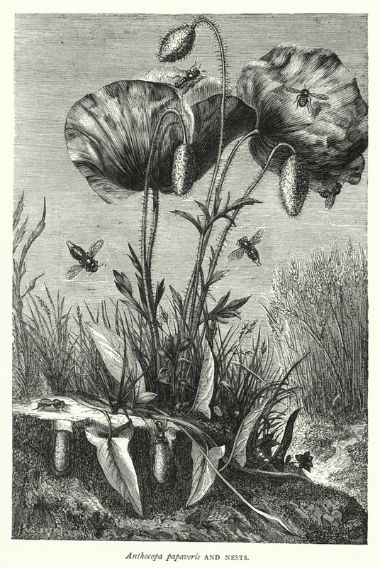 Anthocopa papaveris ve Yuvalar (gravür) by English School