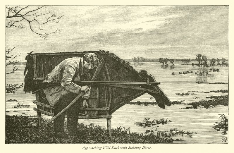 Yaban Ördeğine Stalking Horse ile Yaklaşmak by English School