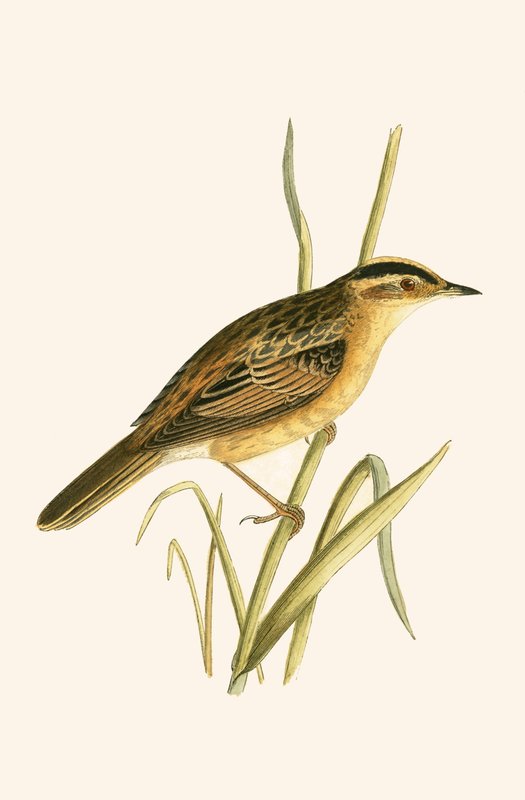 Aquatic Warbler, Charles Robert Bree (1811-86) tarafından 
