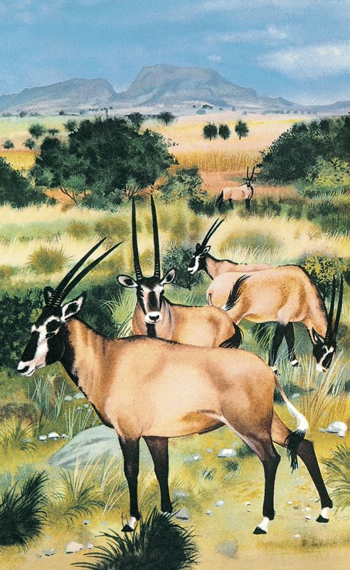Arab oryx by English School