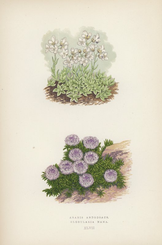 Arabis Androsace; Globularia Nana (renkli taş) by English School