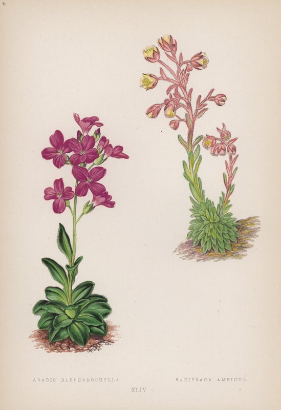 Arabis Blefarofila; Saxifraga Ambigua (renkli taş) by English School