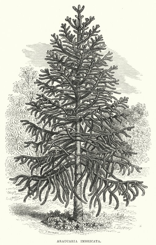 Araucaria Imbricata (gravür) by English School
