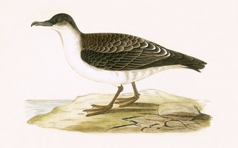 Arctic Cinereous Shearwater, Charles Robert Bree (1811-86) tarafından 