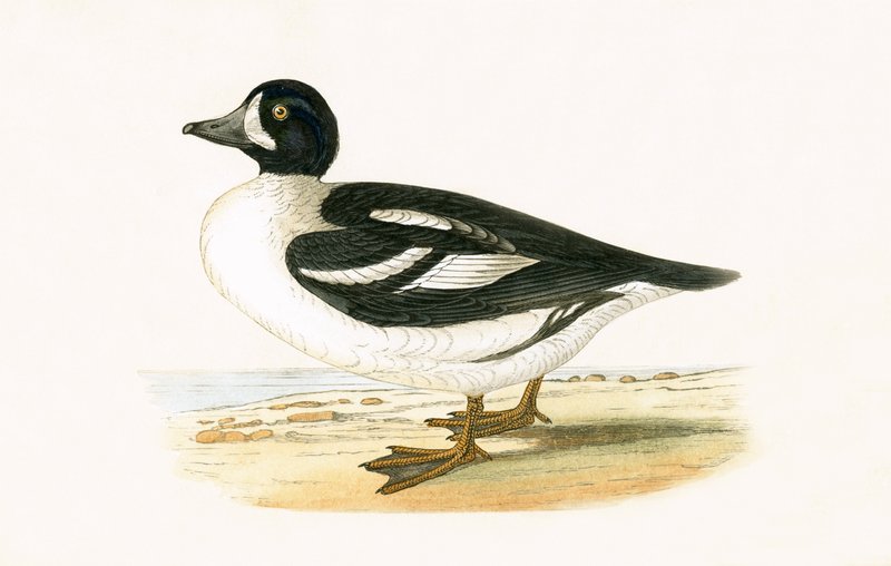Arctic Garrot, Charles Robert Bree (1811-86) tarafından 