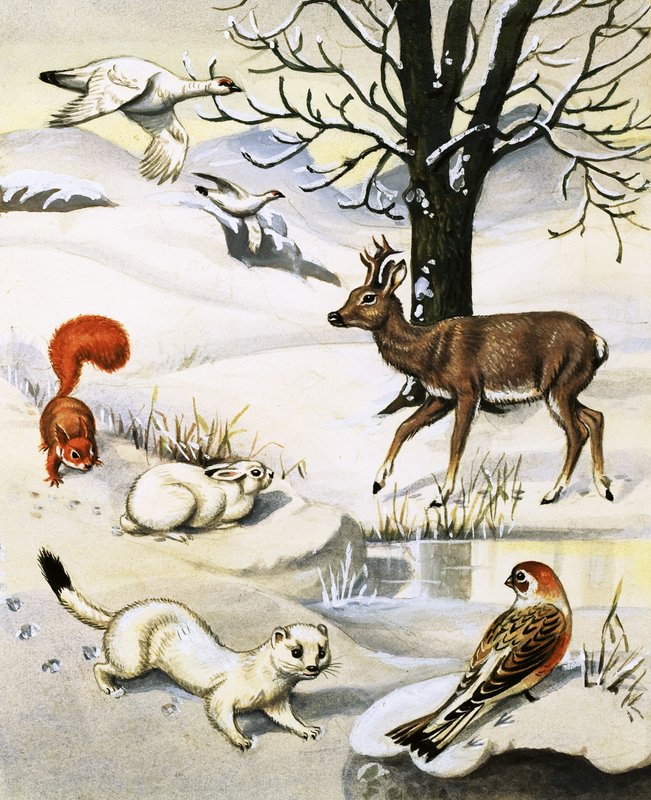 Assorted animals in the winter by English School