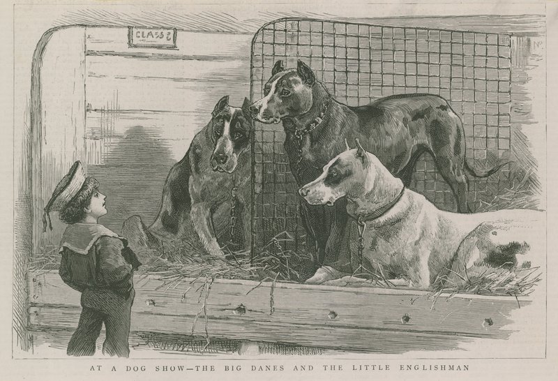 Bir köpek şovunda - Büyük Danimarkalılar ve küçük İngiliz by English School