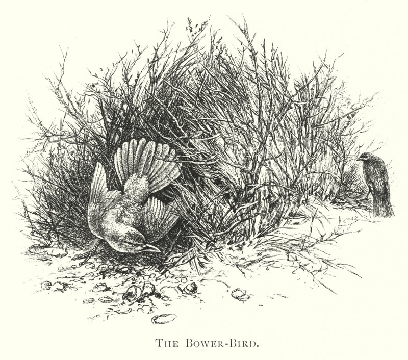 Avustralya: Bower-Bird (gravür) by English School