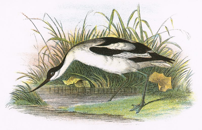 avocet by English School
