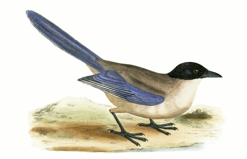 Azure Kanatlı Saksağan, Charles Robert Bree (1811-86) tarafından 