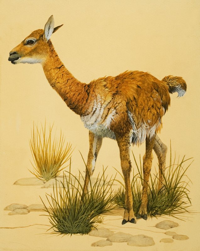 bebek lama by English School