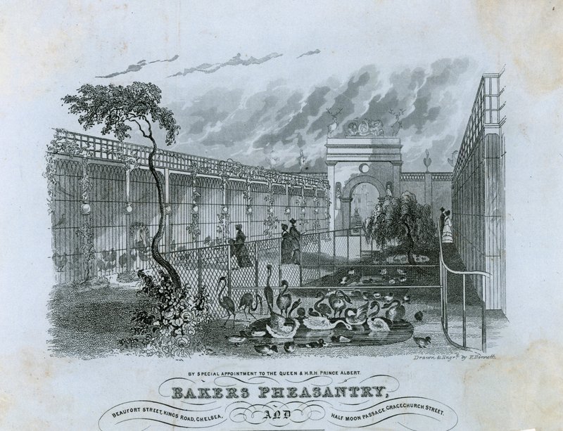 Fırıncılar Sülün, Chelsea by English School