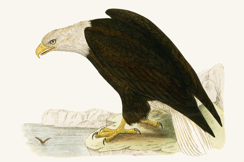 Kel Kartal, Charles Robert Bree (1811-86) tarafından 