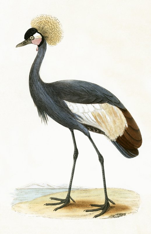 Balear Turna, Charles Robert Bree (1811-86) tarafından 