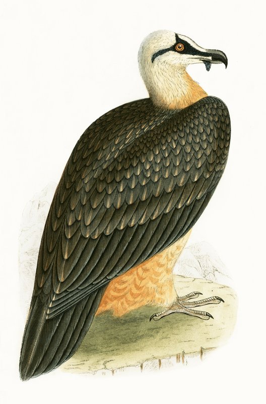 Sakallı Akbaba, Charles Robert Bree (1811-86) tarafından yazılan 