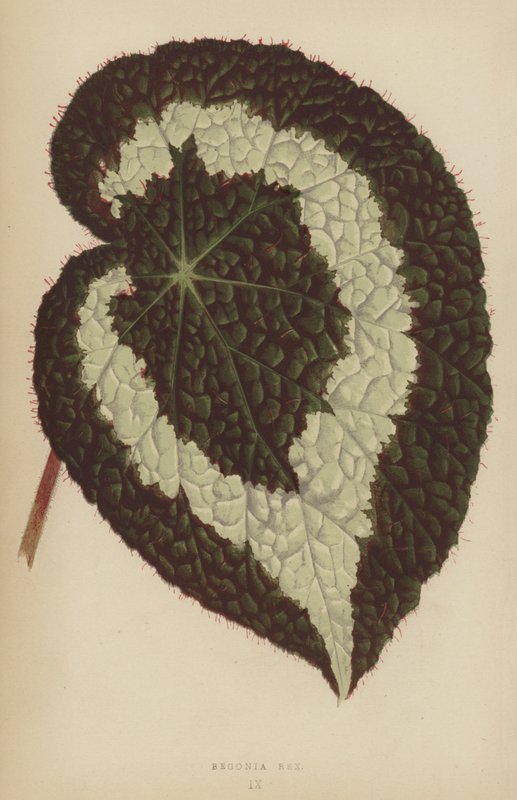 Begonya Rex