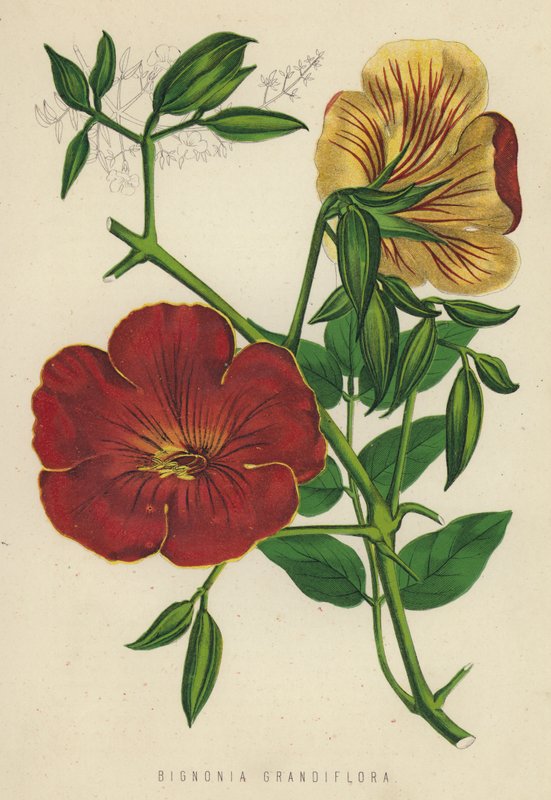 Bignonia Grandiflora (kromolitho) by English School