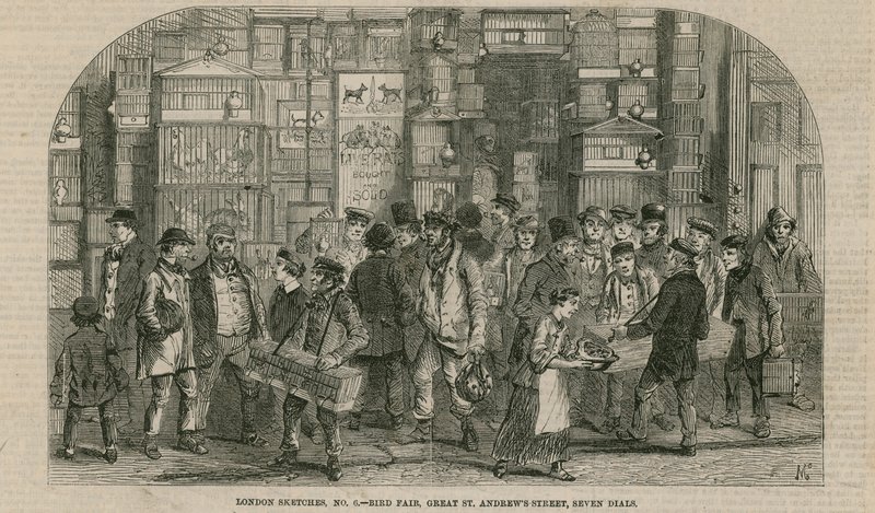 Kuş fuarı, Great St Andrews Street, Seven Dials, Londra by English School