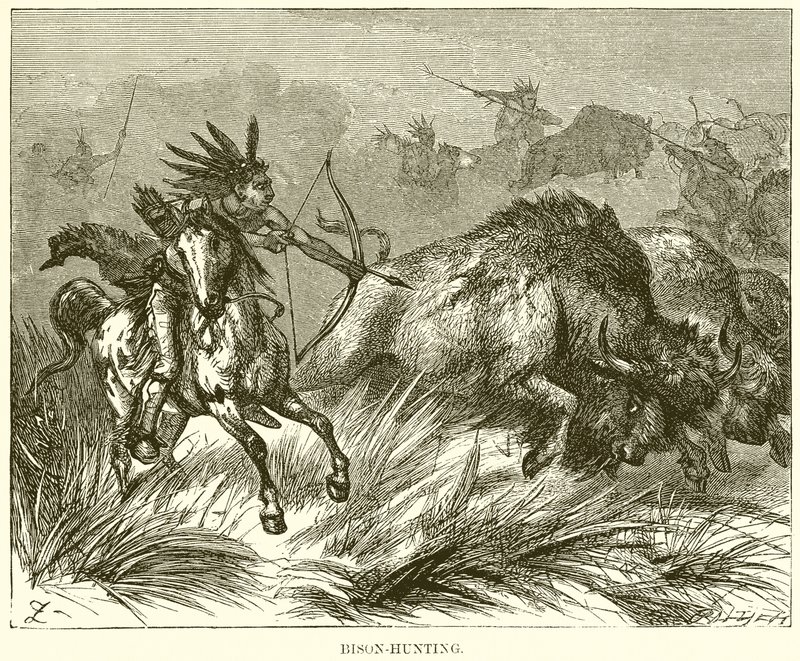 Bizon-Avcılık by English School