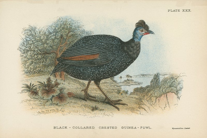 Siyah Yakalı Tepeli Beç Tavuğu by English School