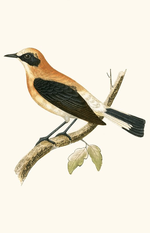 Kara Kulaklı Wheatear, Charles Robert Bree (1811-86) tarafından 