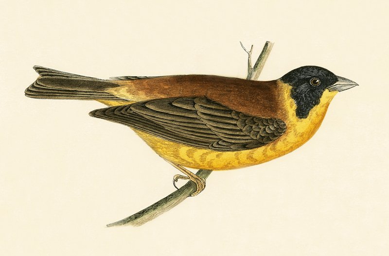 Kara Başlı Kiraz Kuşu, Charles Robert Bree (1811-86) tarafından 