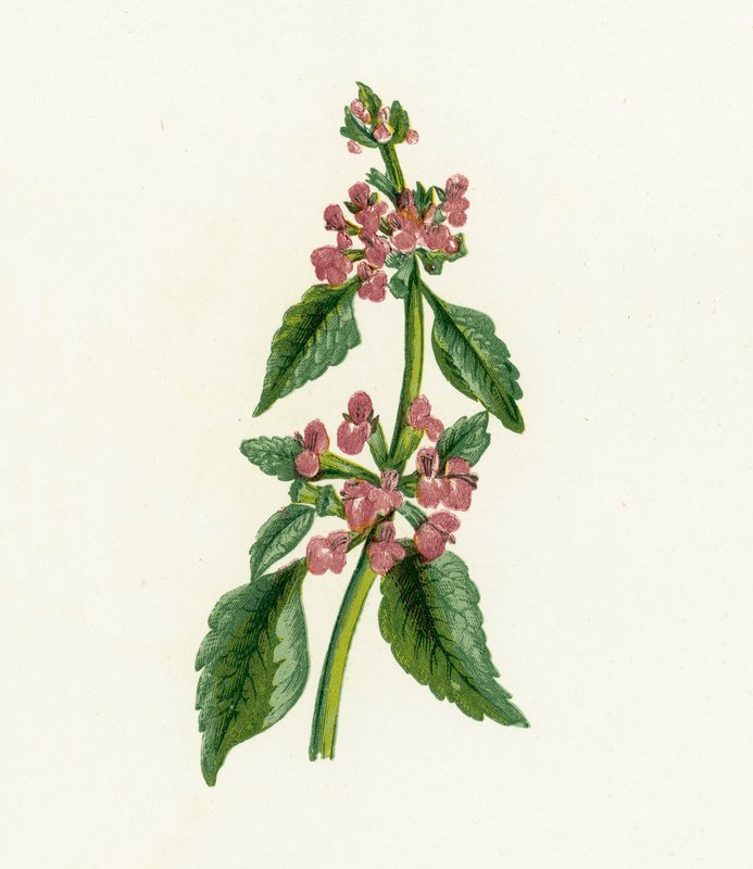 Kara Tazı, Ballota Nigra by English School